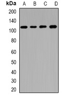 CNGA3 Rabbit Polyclonal Antibody