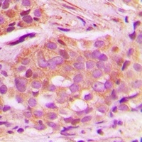 CNPY3 Antibody