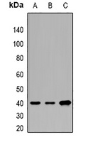 CNTFR alpha Antibody