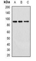 Cullin 4A Antibody