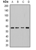 Cytochrome P450 3A5 Rabbit Polyclonal Antibody