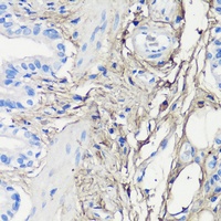 Decorin Antibody