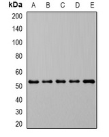 DHODH Antibody