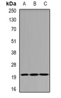 SMAC Antibody