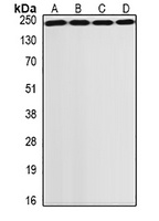 GCN2 Rabbit Polyclonal Antibody