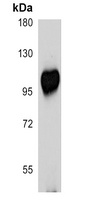 EZH2 Rabbit Polyclonal Antibody