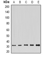 FGFBP1 Rabbit Polyclonal Antibody