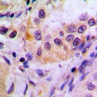 FKBP4 Antibody