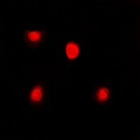 FKBP4 Antibody