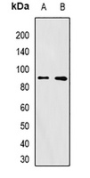 FURIN Antibody