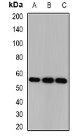 CSN1 Rabbit Polyclonal Antibody