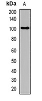 GLURD1 Rabbit Polyclonal Antibody