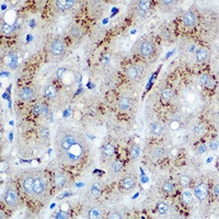 HO-1 Rabbit Polyclonal Antibody