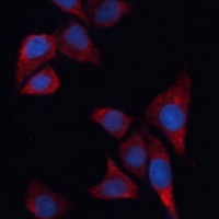 HO-1 Rabbit Polyclonal Antibody
