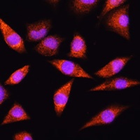 HSPA2 Antibody