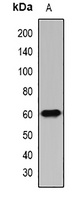 IFIT3 Rabbit Polyclonal Antibody