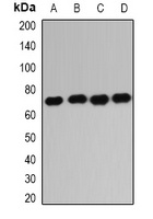 IGF2BP1 Antibody
