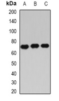 IGF2BP3 Antibody