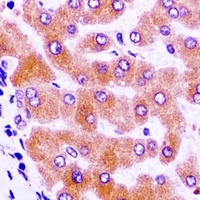 IGFBP4 Antibody