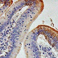 CD212 Antibody