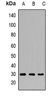 SCF Rabbit Polyclonal Antibody