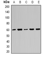 Importin alpha 1 Antibody