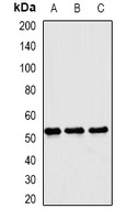 Matrilin 3 Rabbit Polyclonal Antibody