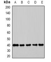 GBL Antibody