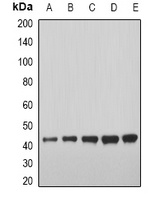 GDF8 Rabbit Polyclonal Antibody