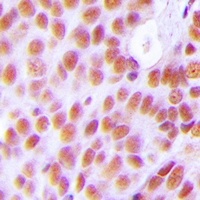 NASP Antibody