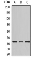 NCK2 Rabbit Polyclonal Antibody