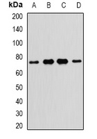 NR2C1 Rabbit Polyclonal Antibody