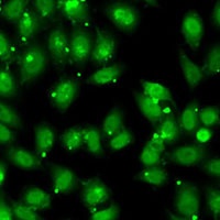 NR2C1 Rabbit Polyclonal Antibody