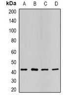 P2Y2 Rabbit Polyclonal Antibody