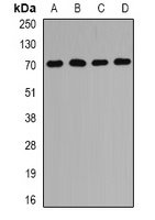 PEX5 Rabbit Polyclonal Antibody