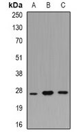 BOB1 Rabbit Polyclonal Antibody