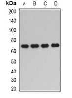PPP2R1A Rabbit Polyclonal Antibody