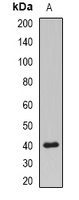 PPP2R4 Rabbit Polyclonal Antibody
