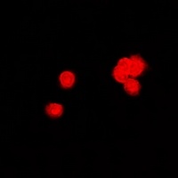 PPP2R4 Rabbit Polyclonal Antibody