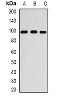 RANGAP1 Rabbit Polyclonal Antibody