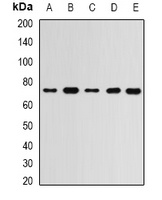 RBBP5 Rabbit Polyclonal Antibody