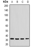 Syntenin Antibody