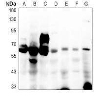 CD98 Antibody