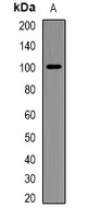 CD282 Rabbit Polyclonal Antibody