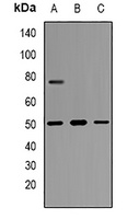 Thymopoietin Rabbit Polyclonal Antibody