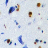 Thymopoietin Rabbit Polyclonal Antibody