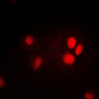Thymopoietin Rabbit Polyclonal Antibody