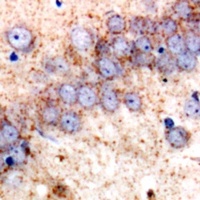 HSP75 Antibody