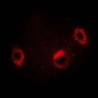 HSP75 Antibody