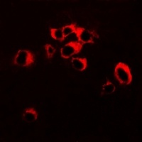 RNF81 Rabbit Polyclonal Antibody